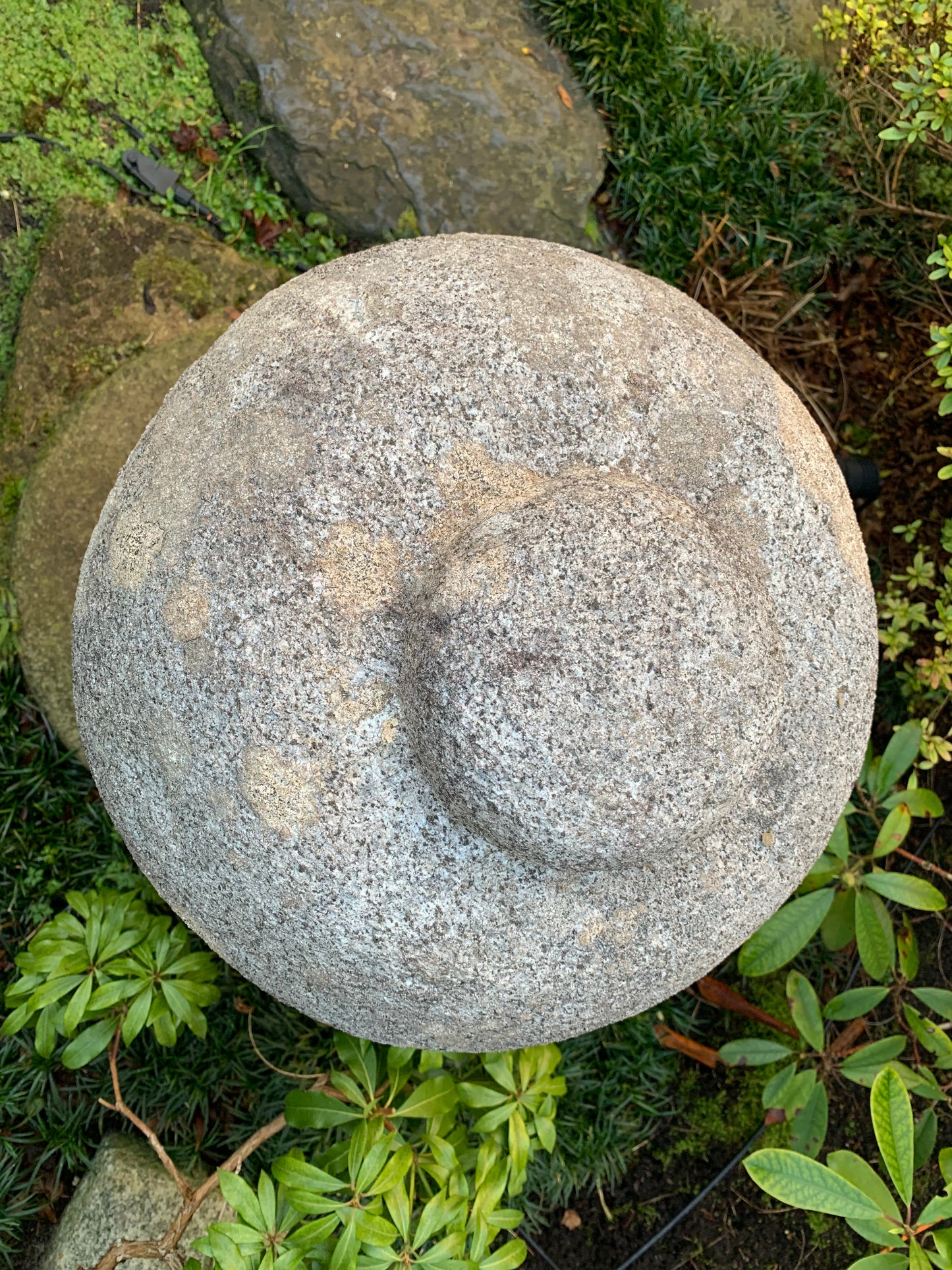Toro Gata