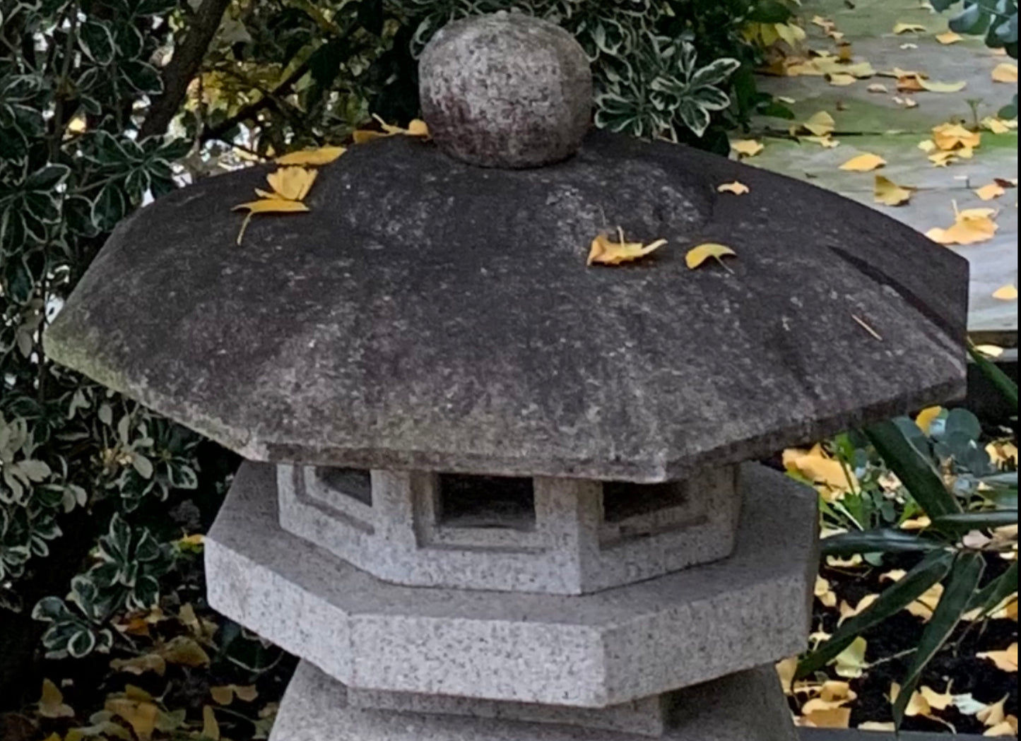 Senyuji Yukimi gata