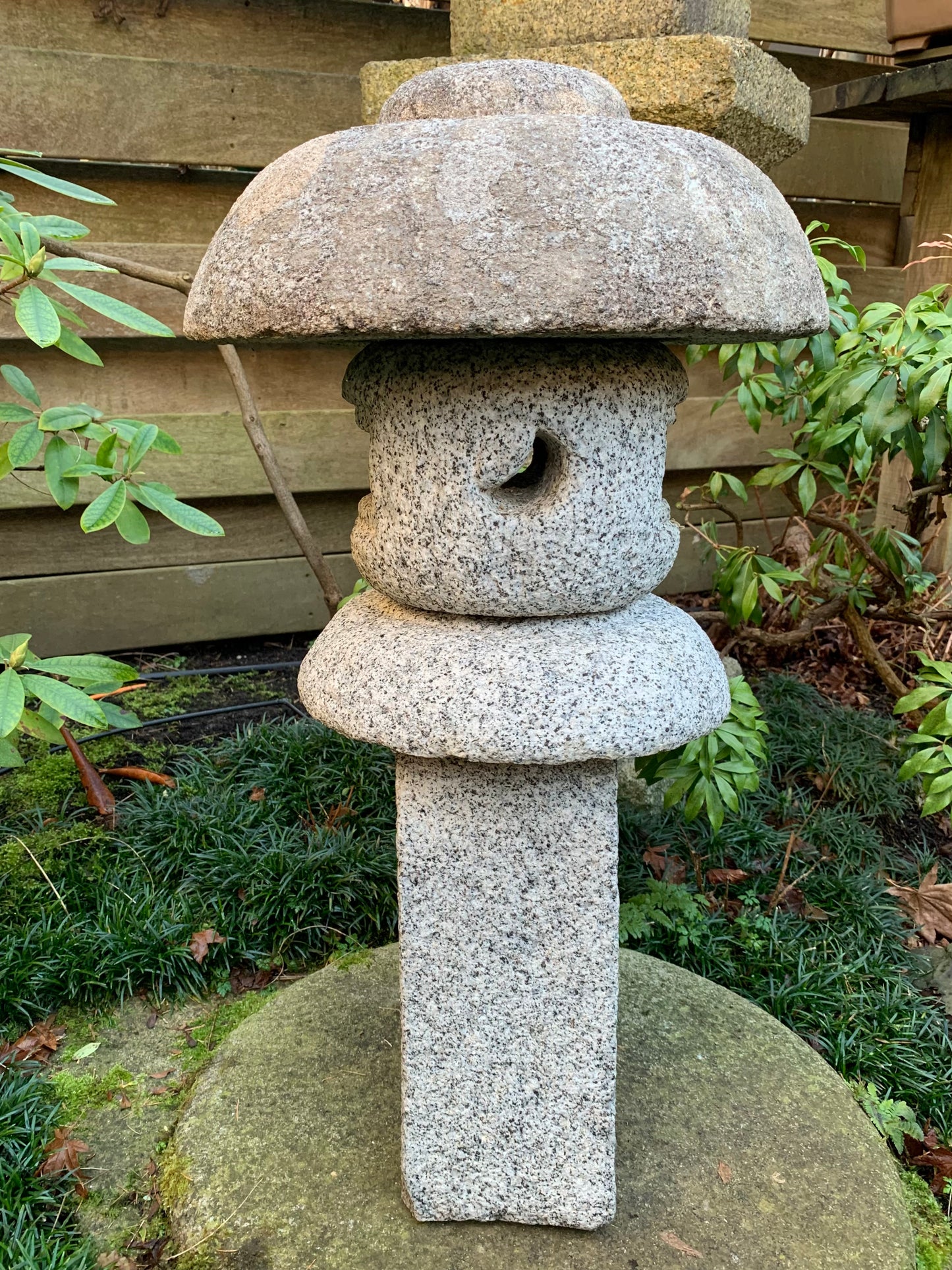 Toro Gata