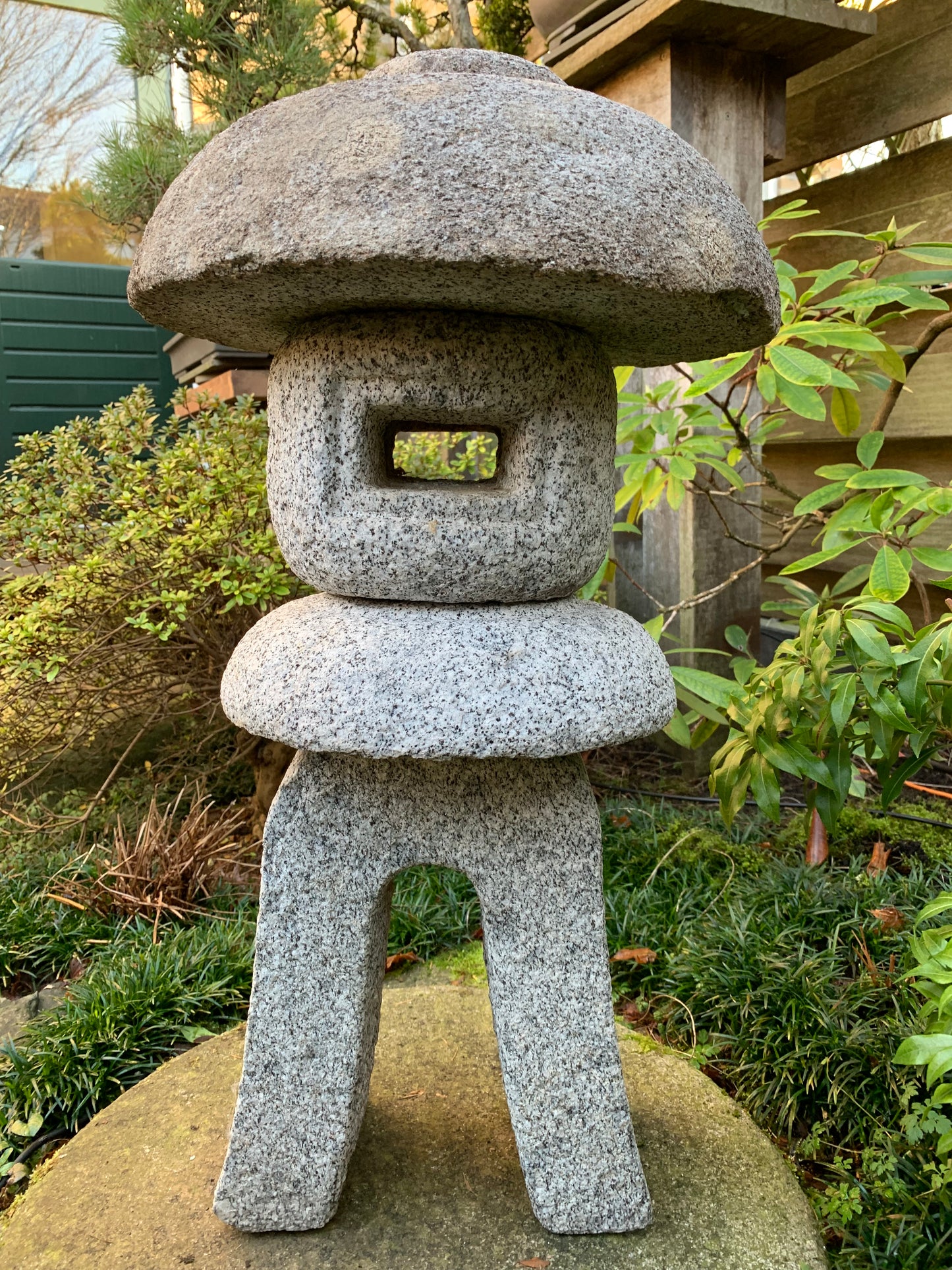 Toro Gata