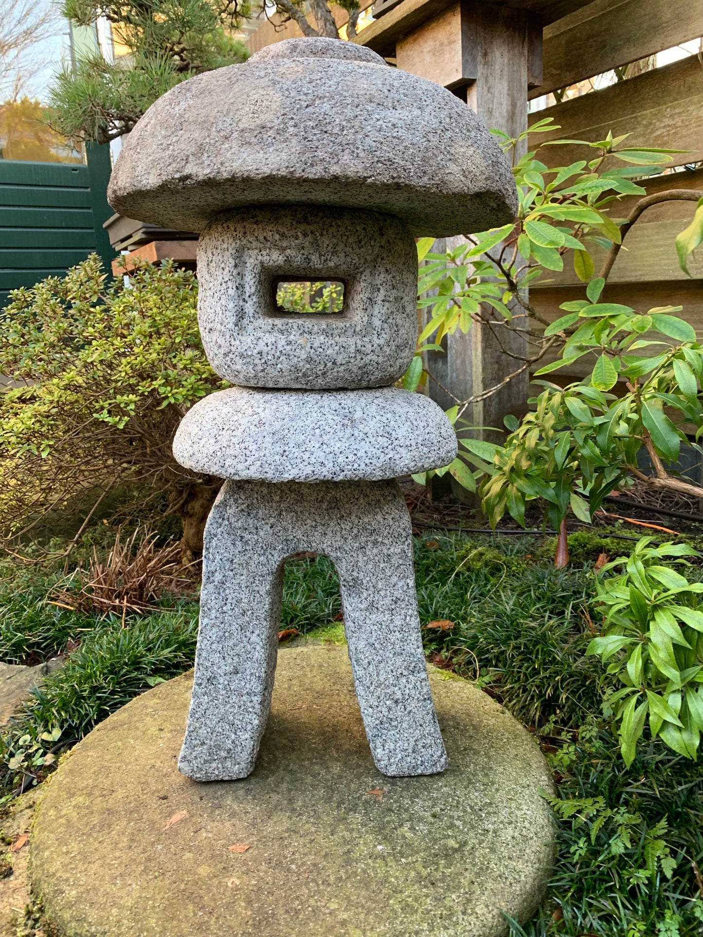 Toro Gata