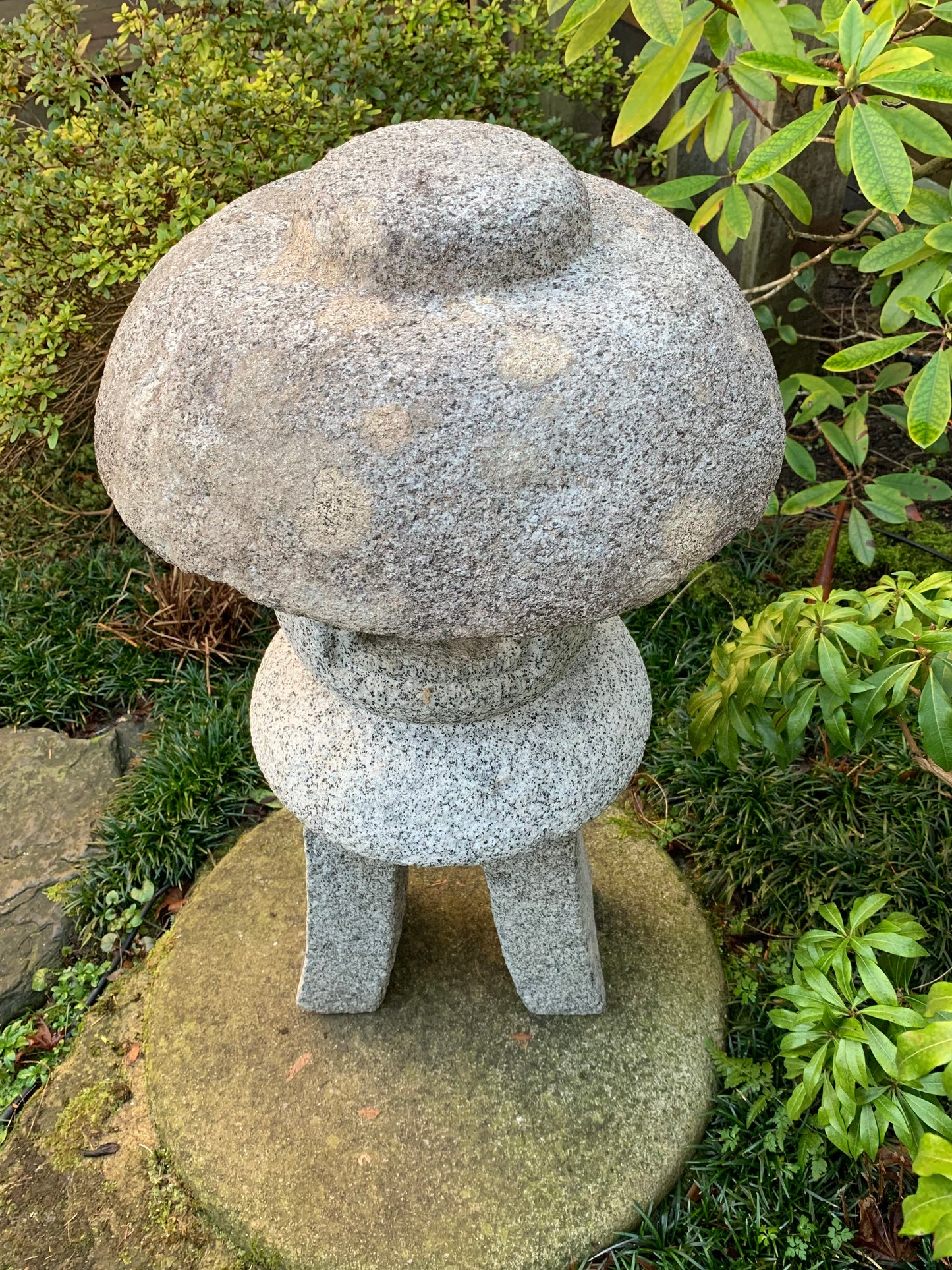 Toro Gata